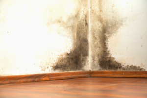 Can Black Mold Be Removed Permanently From a House