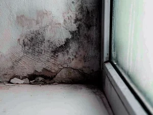 What Health Problems Are Caused By Mold