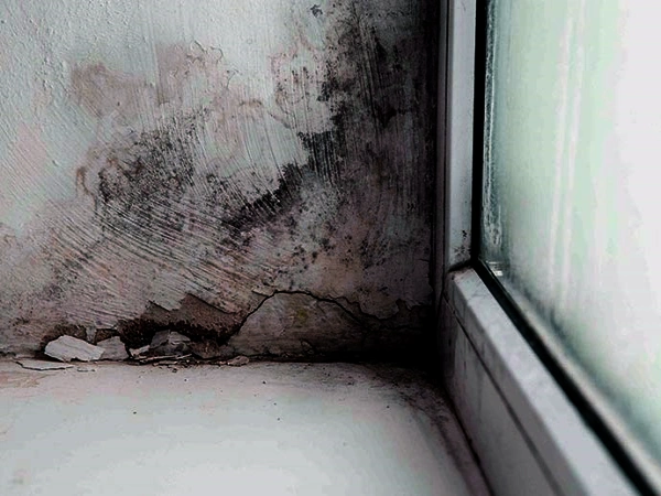 Mold Growth