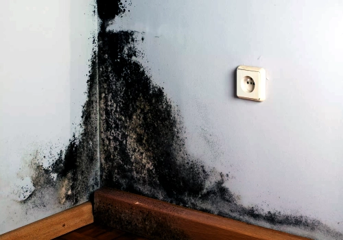 Remove Mold and Check for Rot