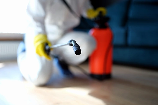 mold removal