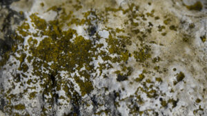 mold growth