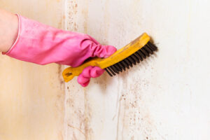 cleaning mold off the wall