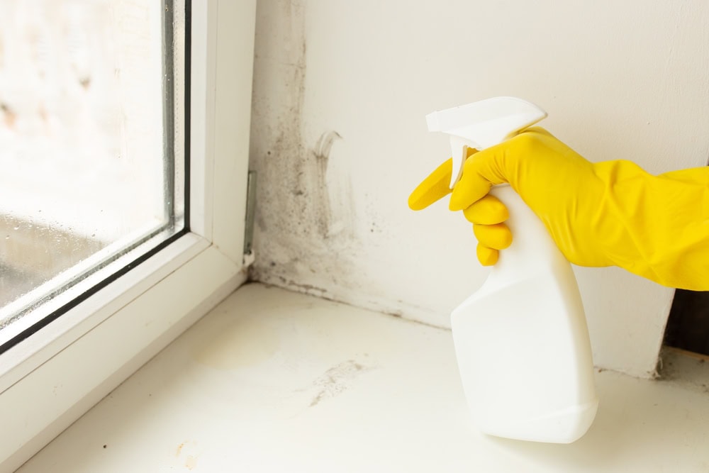 A person wearing a yellow rubber glove sprays cleaner from a white bottle onto moldy spots on a white windowsill and wall.