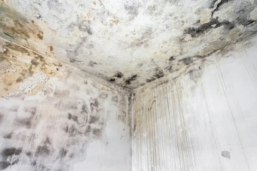 A room corner with severe black and brown mold on the ceiling and upper walls, featuring peeling paint, water stains, and streaks running down the white surfaces.