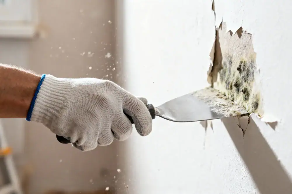 A gloved hand uses a putty knife to scrape away damaged drywall, revealing black mold growing inside the wall.